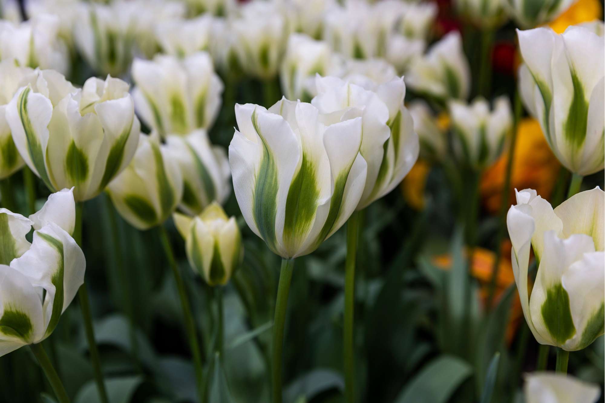 Tulpe 'Spring Green'